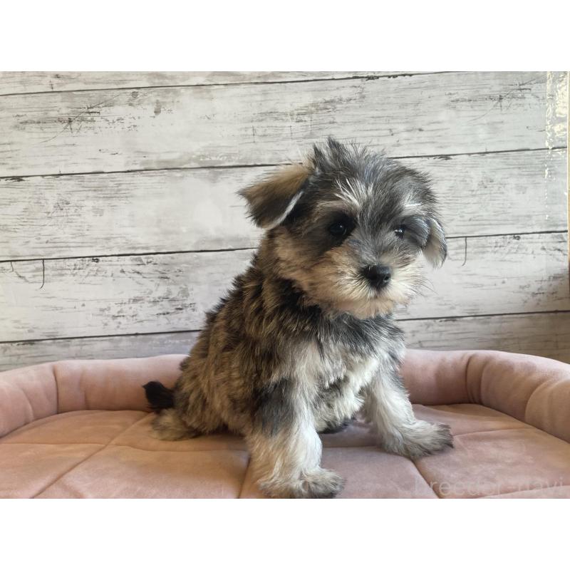 販売中の北海道のマルシュナ:マルチーズ×ミニチュアシュナウザー-427762の3枚目