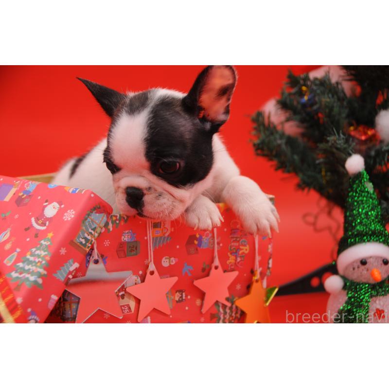 販売中の岡山県のフレンチブルドッグ-429340の3枚目