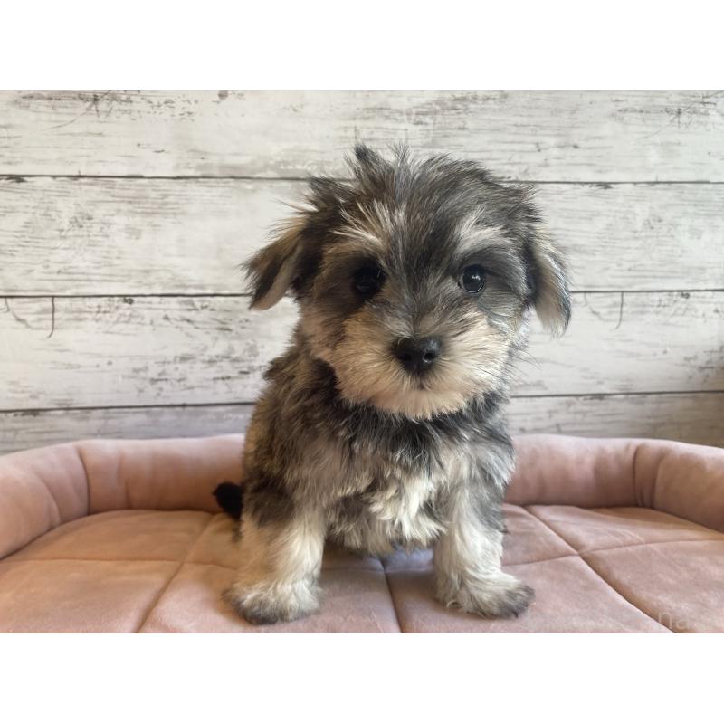 販売中の北海道のマルシュナ:マルチーズ×ミニチュアシュナウザー-427762の2枚目