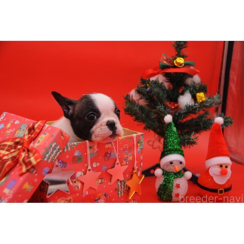 販売中の岡山県のフレンチブルドッグ-429340の2枚目