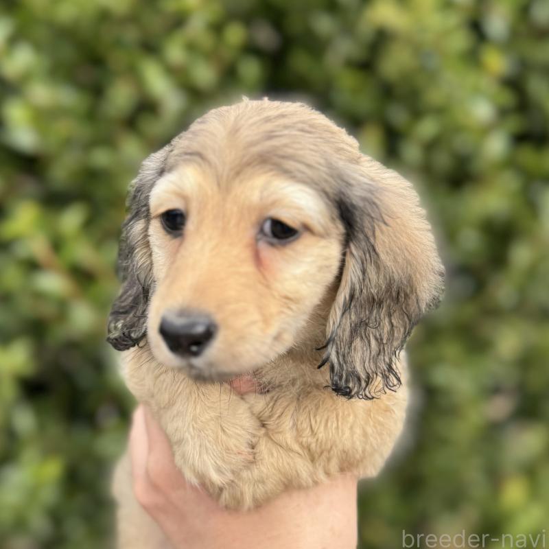 販売中の福岡県のミニチュアダックスフンド(ロングヘアード)-424812