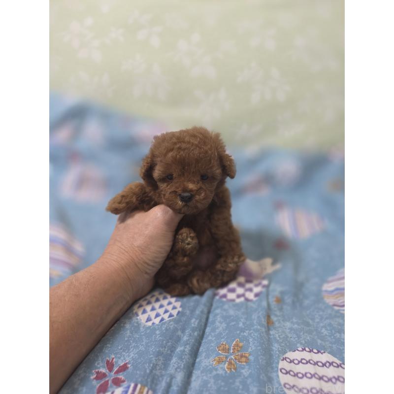 販売中の埼玉県のティーカッププードル-429343の14枚目