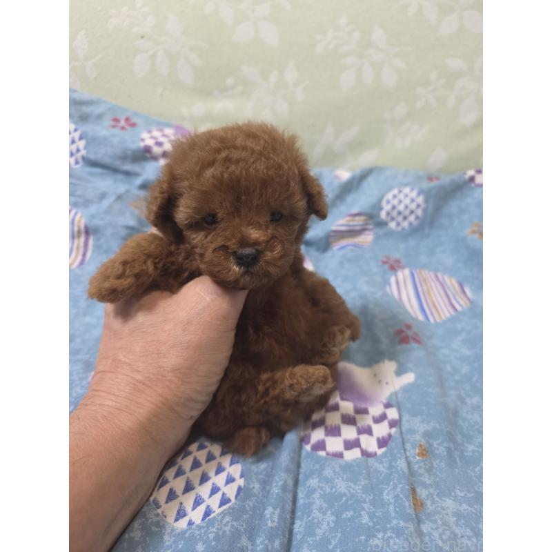 販売中の埼玉県のティーカッププードル-429343の13枚目