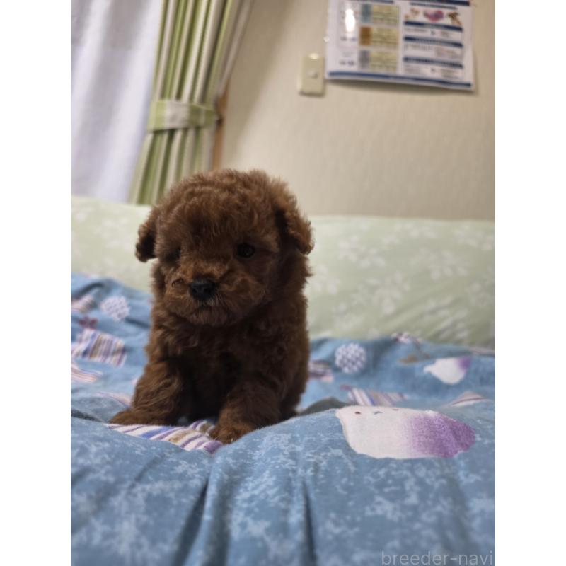 販売中の埼玉県のティーカッププードル-429343の10枚目