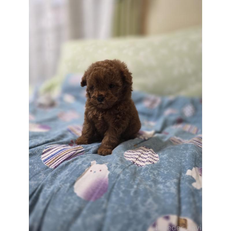 販売中の埼玉県のティーカッププードル-429343の9枚目