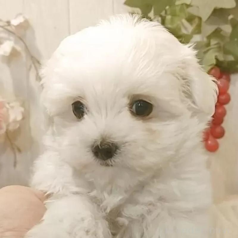 販売中の愛知県のマルチーズ-429346