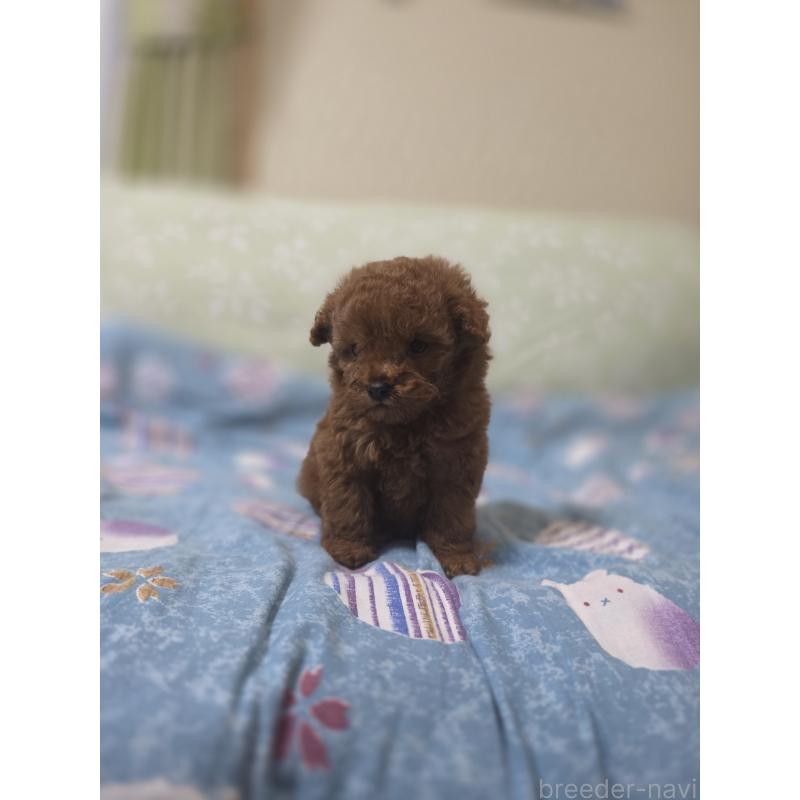 販売中の埼玉県のティーカッププードル-429343の8枚目