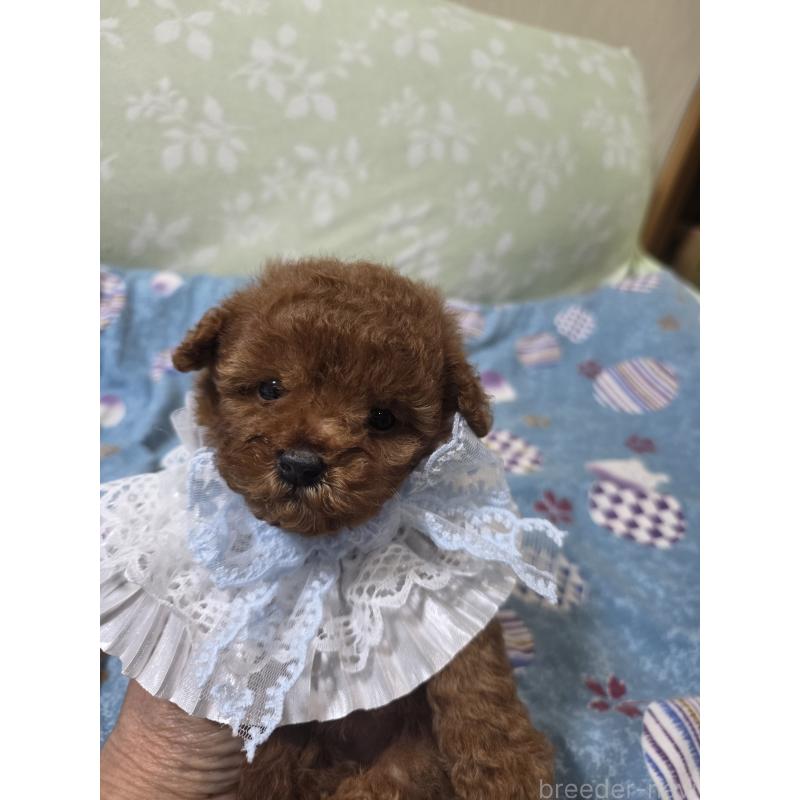 販売中の埼玉県のティーカッププードル-429343の7枚目