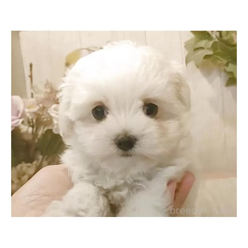 販売中の愛知県のマルチーズ-429346の10枚目