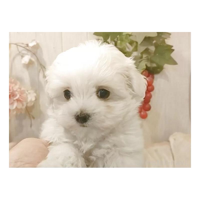 販売中の愛知県のマルチーズ-429346の9枚目