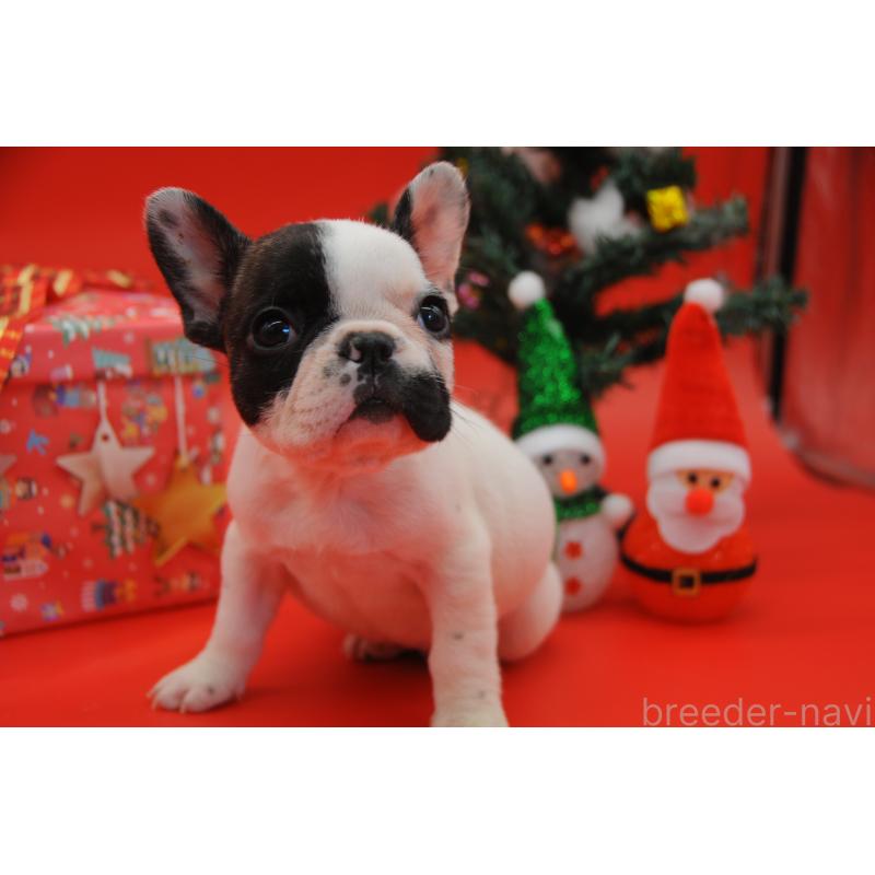 販売中の岡山県のフレンチブルドッグ-429345の7枚目