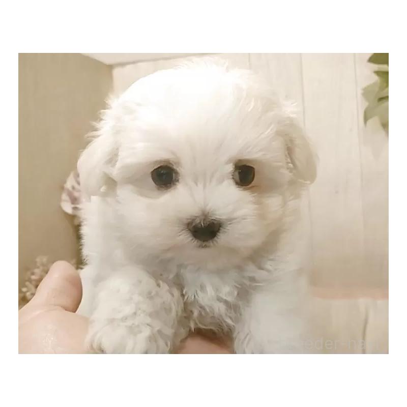 販売中の愛知県のマルチーズ-429346の8枚目