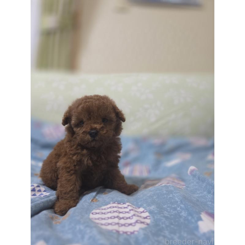 販売中の埼玉県のティーカッププードル-429343の6枚目