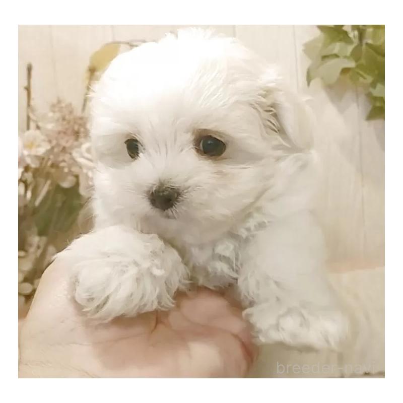 販売中の愛知県のマルチーズ-429346の6枚目