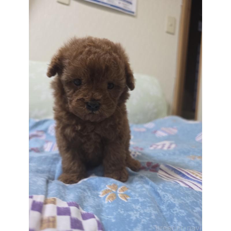 販売中の埼玉県のティーカッププードル-429343の5枚目