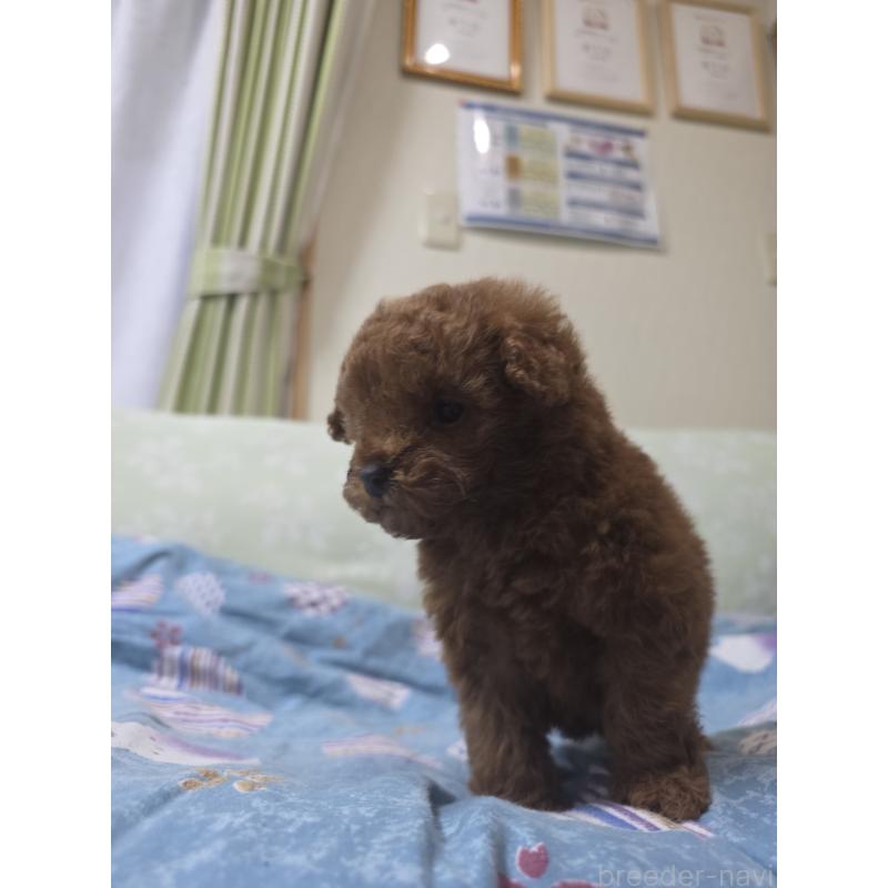 販売中の埼玉県のティーカッププードル-429343の4枚目