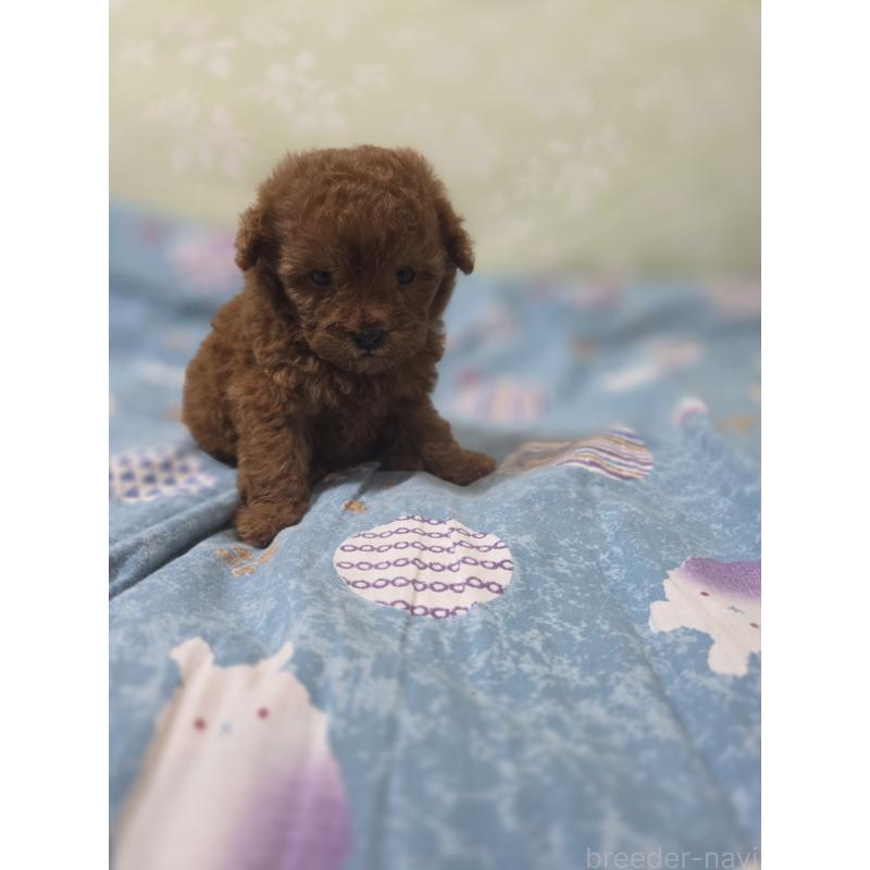 販売中の埼玉県のティーカッププードル-429343の3枚目