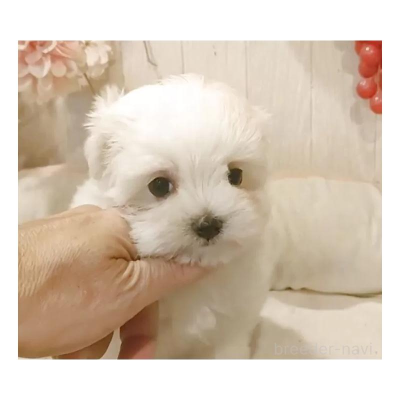 販売中の愛知県のマルチーズ-429346の5枚目