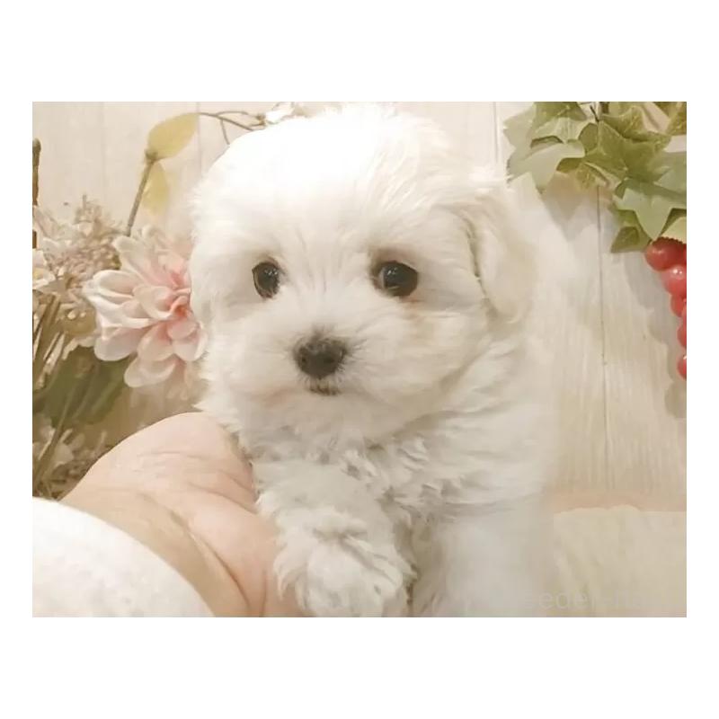 販売中の愛知県のマルチーズ-429346の4枚目