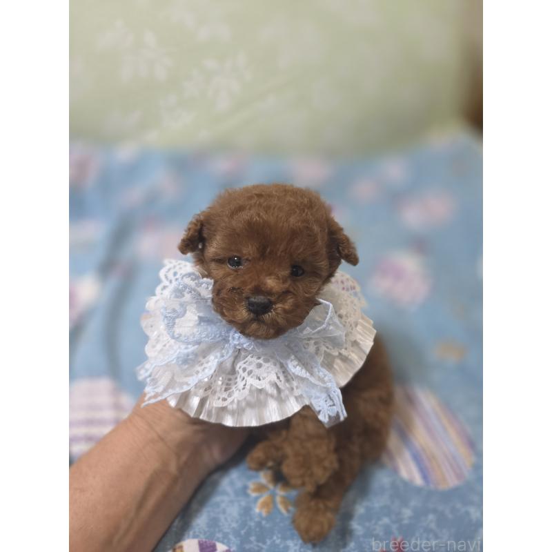 販売中の埼玉県のティーカッププードル-429343の2枚目