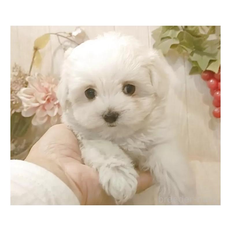 販売中の愛知県のマルチーズ-429346の2枚目