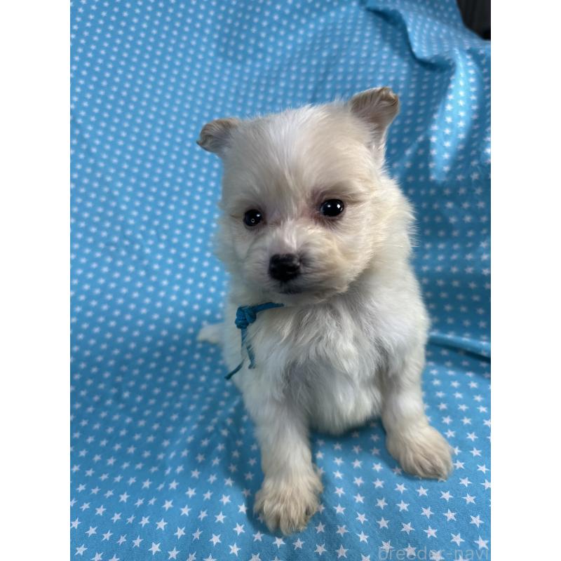 販売中の北海道のポメプー:ポメラニアン×トイプードル-429342の4枚目