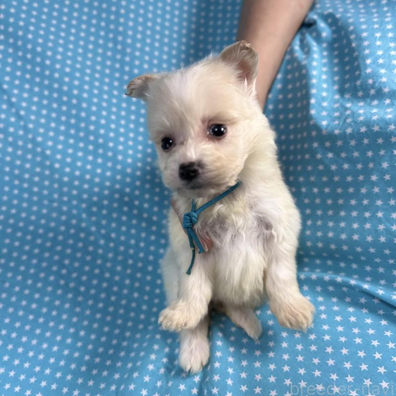 販売中の北海道のポメプー:ポメラニアン×トイプードル-429342の3枚目