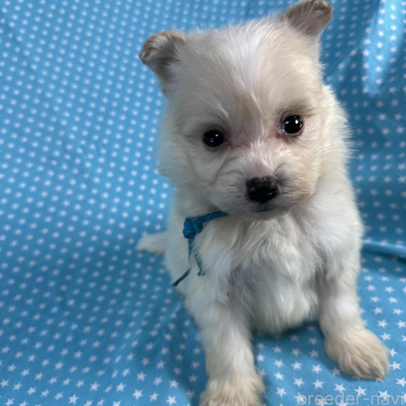 販売中の北海道のポメプー:ポメラニアン×トイプードル-429342