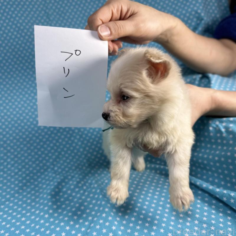 販売中の北海道のポメプー:ポメラニアン×トイプードル-429342の2枚目