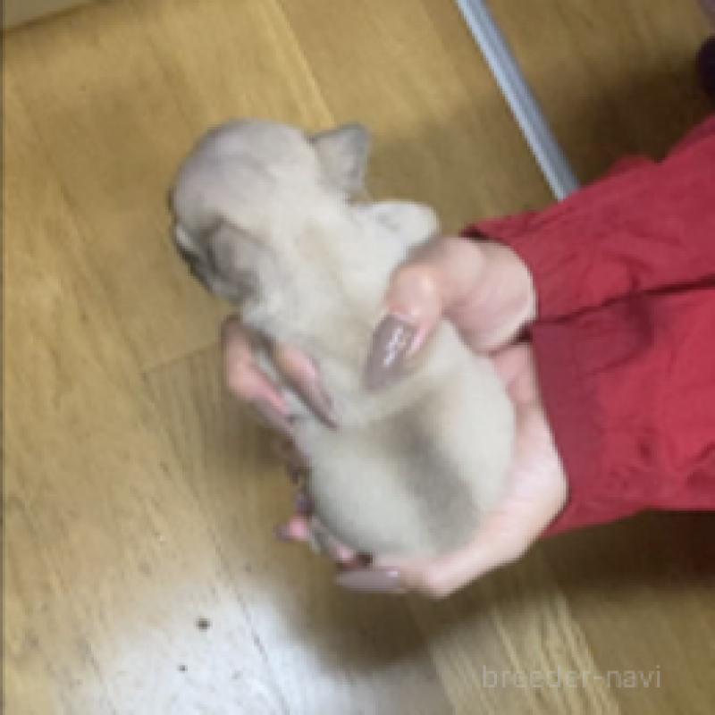 販売中の神奈川県のフレンチブルドッグ-429344の4枚目