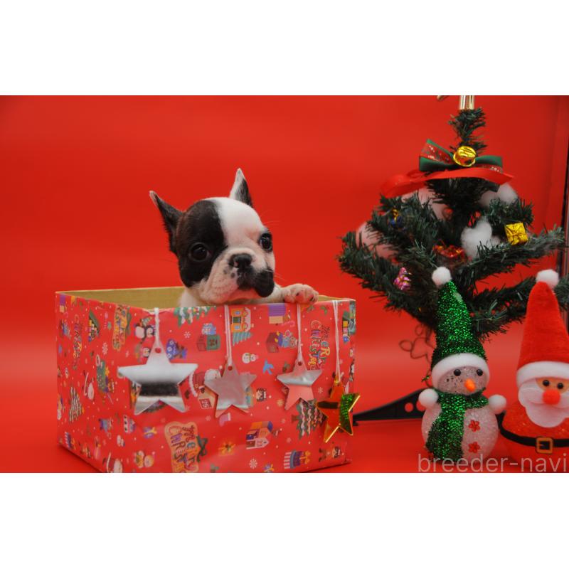 販売中の岡山県のフレンチブルドッグ-429345の3枚目