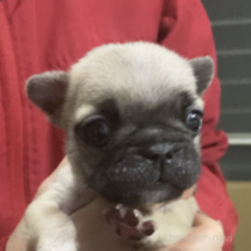 販売中の神奈川県のフレンチブルドッグ-429344