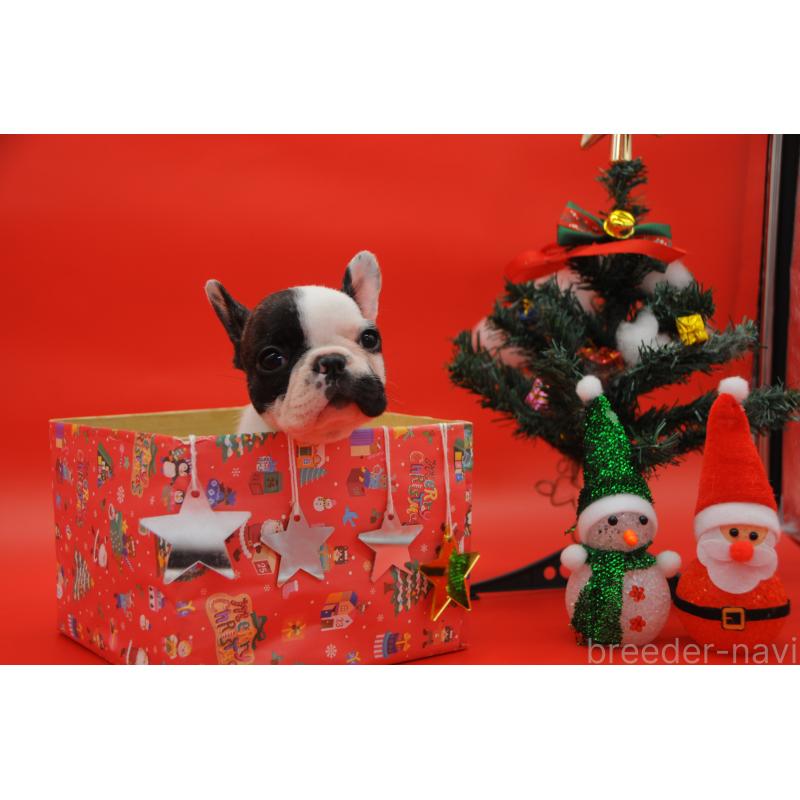 販売中の岡山県のフレンチブルドッグ-429345の2枚目