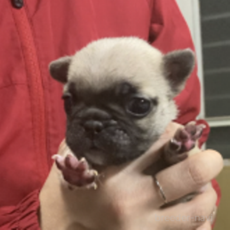 販売中の神奈川県のフレンチブルドッグ-429344の3枚目