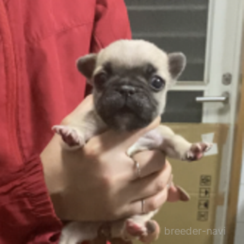 販売中の神奈川県のフレンチブルドッグ-429344の2枚目