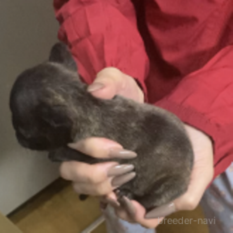 販売中の神奈川県のフレンチブルドッグ-429347の4枚目