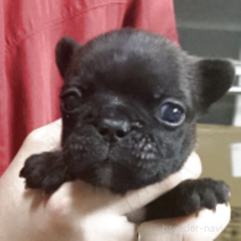 販売中の神奈川県のフレンチブルドッグ-429347