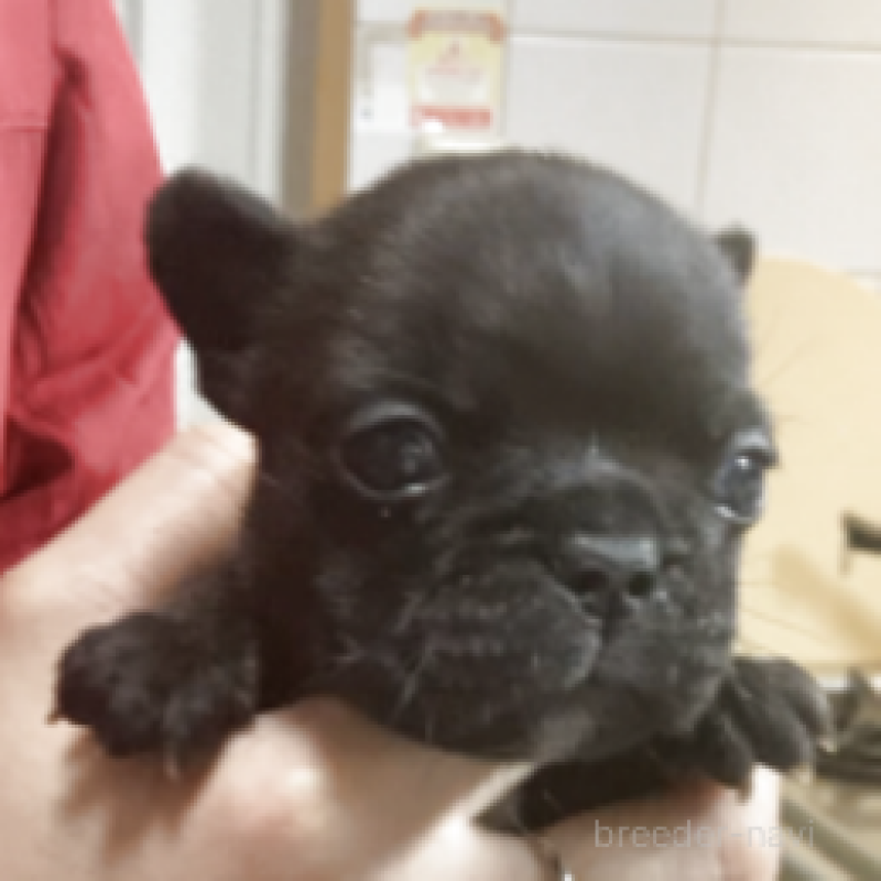 販売中の神奈川県のフレンチブルドッグ-429347の3枚目