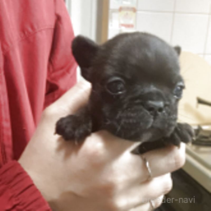 販売中の神奈川県のフレンチブルドッグ-429347の2枚目