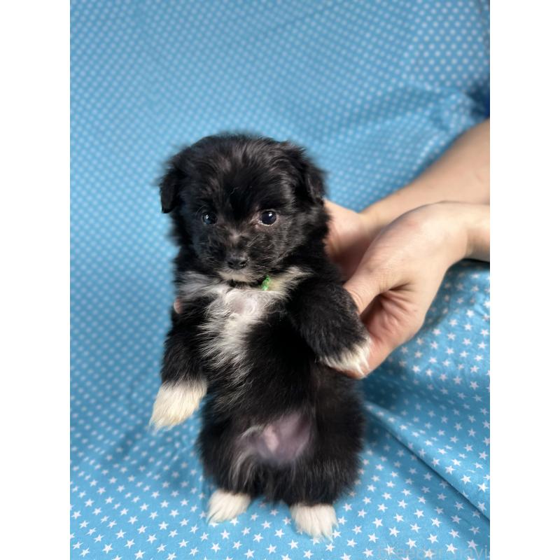 販売中の北海道のポメプー:ポメラニアン×トイプードル-429348の4枚目