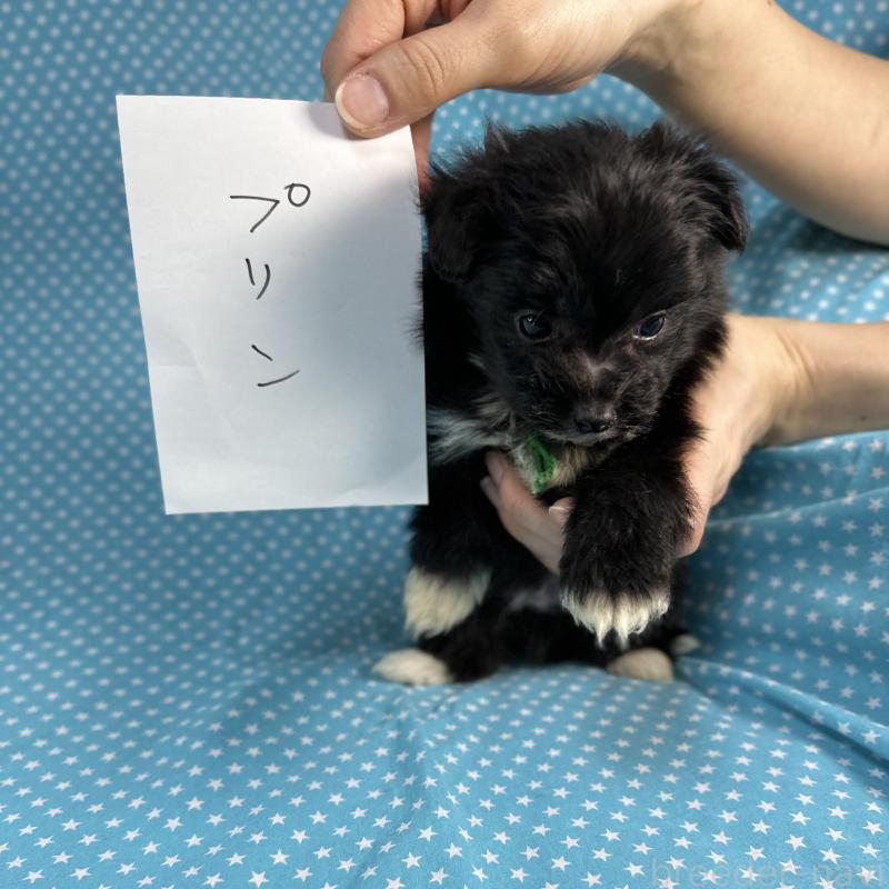 販売中の北海道のポメプー:ポメラニアン×トイプードル-429348の3枚目