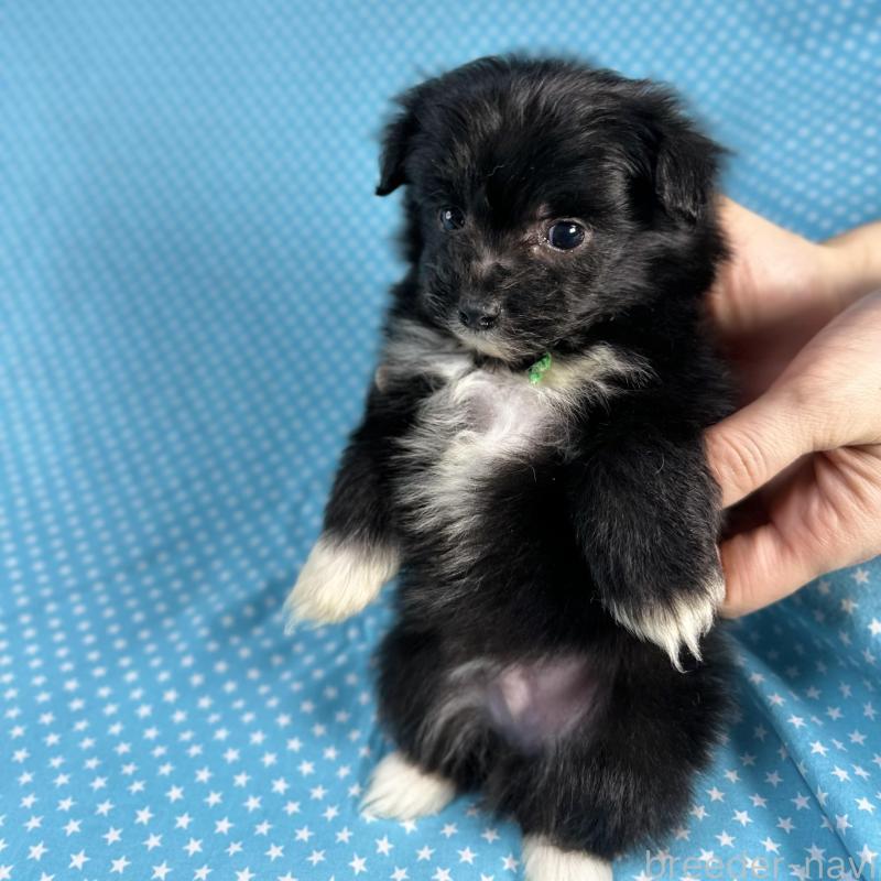 販売中の北海道のポメプー:ポメラニアン×トイプードル-429348の2枚目