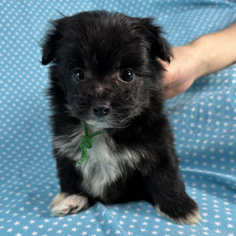 販売中の北海道のポメプー:ポメラニアン×トイプードル-429348