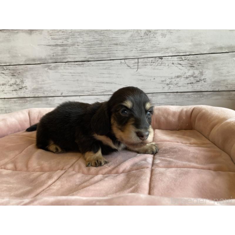 販売中の北海道のミニチュアダックスフンド(ロングヘアード)-428000の5枚目