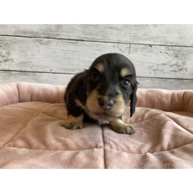 販売中の北海道のミニチュアダックスフンド(ロングヘアード)-428000の4枚目