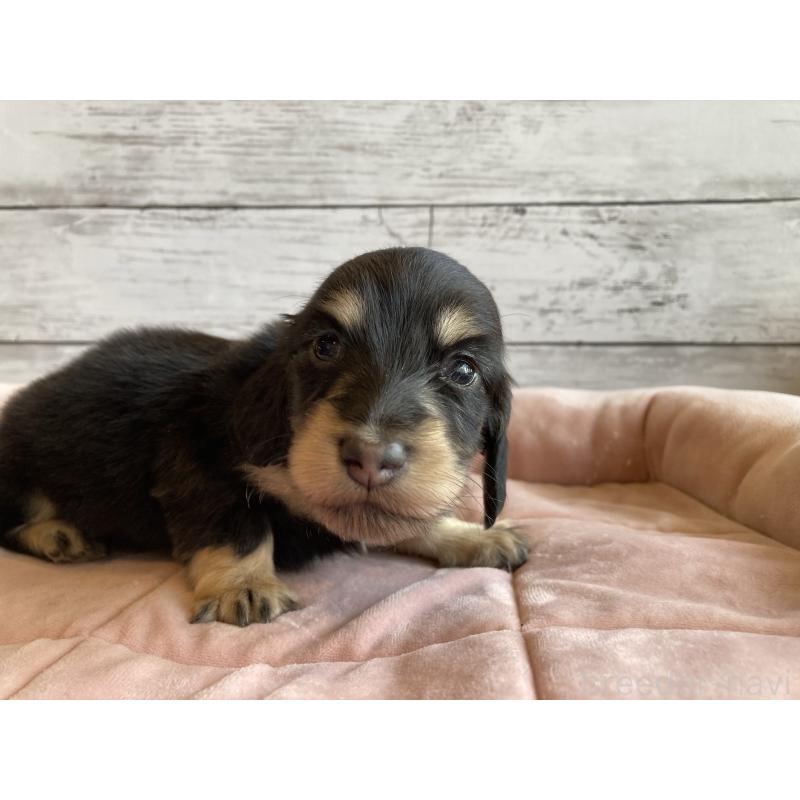 販売中の北海道のミニチュアダックスフンド(ロングヘアード)-428000の3枚目