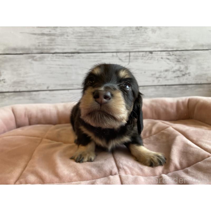 販売中の北海道のミニチュアダックスフンド(ロングヘアード)-428000の2枚目