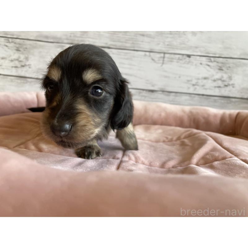 成約済の北海道のミニチュアダックスフンド(ロングヘアード)-428001の5枚目