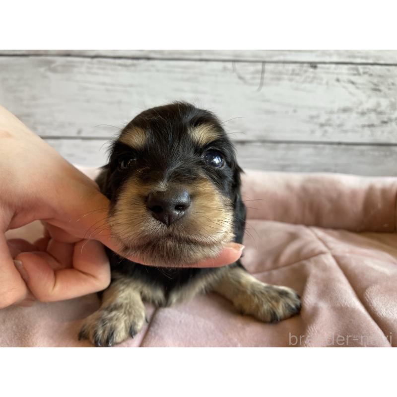 成約済の北海道のミニチュアダックスフンド(ロングヘアード)-428001の4枚目