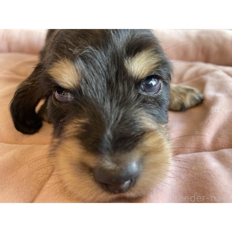 成約済の北海道のミニチュアダックスフンド(ロングヘアード)-428001の2枚目